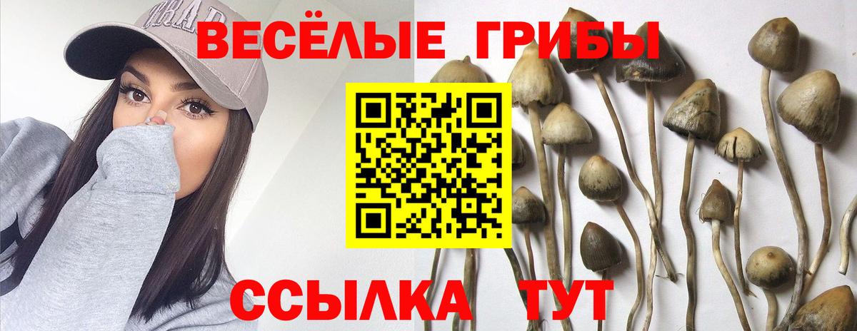 Галлюциногенные грибы Psilocybe Учалы